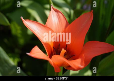 Rote Tulpenblüte aus nächster Nähe. Schöne Frühlingsblume mit roten Blüten Stockfoto