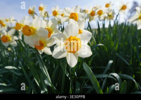Blühende Narzissen im Park im Frühling. Saisonale Blumen Stockfoto