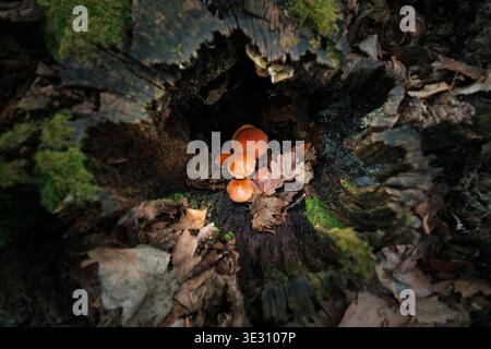 Gruppe von Orangenpilzen, die versteckt im Baum wachsen Stockfoto