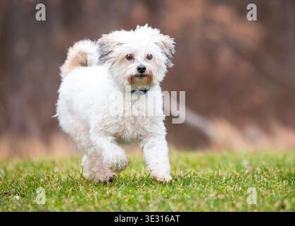 Ein kleiner weißer Bichon Frise Mischhund, der durch das Gras läuft Stockfoto