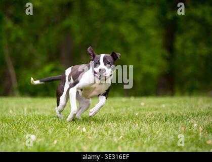 Ein schwarz-weißer Pit Bull Terrier gemischter Hund, der draußen läuft Stockfoto