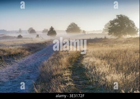 Der Sonnenaufgang wirft ein goldenes Licht über einen nebeligen Pfad, der sich durch die natürliche Landschaft von Appelscha schlängelt. Tau geküsste Gräser und Silhouettenbäume erzeugen eine tr Stockfoto