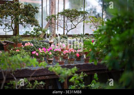 Rote Azaleen blühen im Gewächshaus. Blühendes Rhododendron im Tontopf im Gewächshaus im Frühjahr Stockfoto