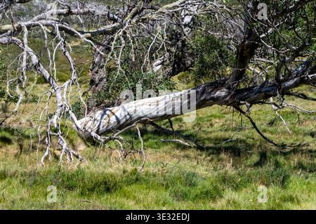 Schneegummi-Skelette in den Alpen Stockfoto