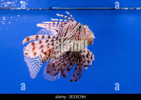 Pterois volitans oder Rotfeuerfisch im Aquarium Stockfoto