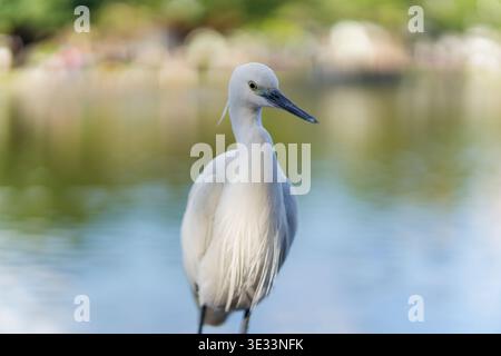 Eleganter kleiner Reiher mit weißem Gefieder, gelbem Schnabel und schwarzen Beinen, der im flachen Teichwasser inmitten von verschwommenem grünem Laub steht. Gedreht in Taiwan. Stockfoto