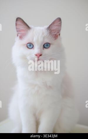 3 Monate altes Ragdoll-Kätzchen, das in die Kamera schaut. Hauskatze Stockfoto