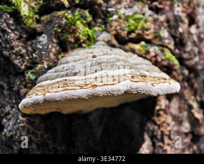 Fomitopsis pinicola, ein Stammverfallspilz auf der Rinde von Kiefernstämmen. Stockfoto