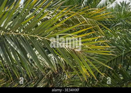 Nahaufnahme von grünen Dattelpalmenblättern, die natürlichen Hintergrund bilden. Palmenplantagen in trockenem Klima, Landwirtschaft, Nachhaltigkeit Stockfoto