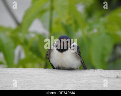 Eine süße kleine Scheunenschwalbe sitzt in der Sommerhitze auf der Straße. Stockfoto