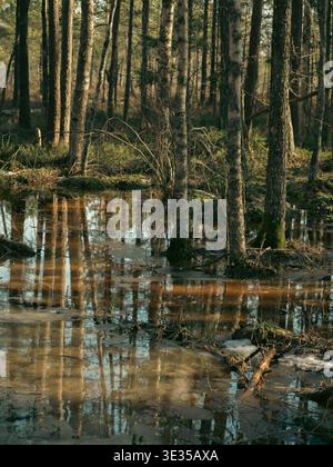 Frühlingsflut im Kakerdaja-Sumpfgebiet Estland mit Birken- und Kiefernbäumen, die sich im Tannin-dunklen Wasser spiegeln Stockfoto
