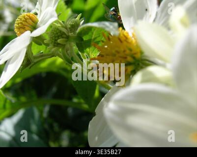 : Metallisch grüne Flaschenfliege (Calliphoridae) auf weißen spanischen Nadelblüten. Stockfoto