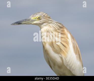 Jungreiher, Ardeola ralloides, Nil, Luxor, Ägypten Stockfoto