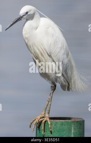Der große Reiher (Ardea alba), auch bekannt als gemeiner Reiher, großer Reiher, großer weißer Reiher oder großer weißer Reiher, Nil, Luxor, Ägypten Stockfoto