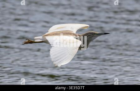 Squakreiher im Flug, Ardeola ralloides, Nil, Luxor, Ägypten Stockfoto