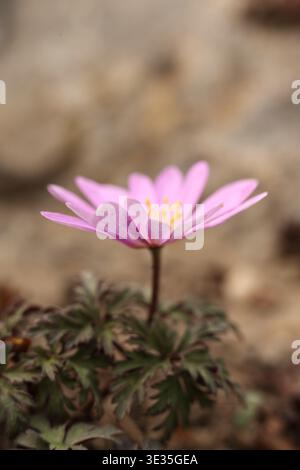 Makro einer rosa Balkananemone (Anemone blanda), die im Frühlingsgarten blüht Stockfoto