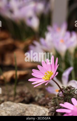 Makro einer rosa Balkananemone (Anemone blanda), die im Frühlingsgarten blüht Stockfoto