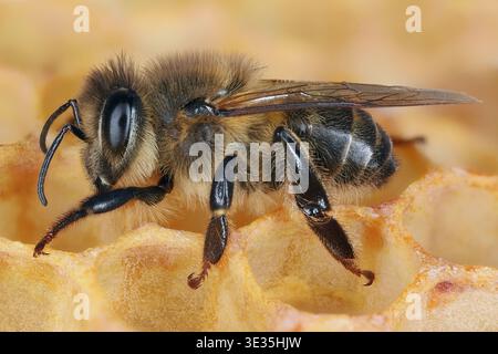 Honigbiene (APIs mellifera) westliche Honigbiene. Insekten auf einer Wabe in einem Bienenstock. Sichtbare Details mit großer Schärfentiefe. Stockfoto