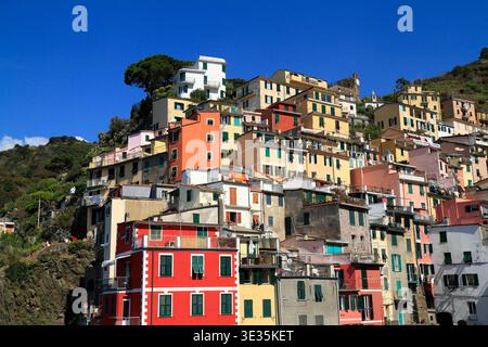 Lebendige, farbenfrohe Häuser stürzen sich über eine Klippe in Cinque Terre, Italien, und bilden eine malerische Küstendörfenszene mit grünen Fensterläden, schmalen Terrassen, hellen Fassaden und einem tiefblauen mediterranen Himmel. Stockfoto