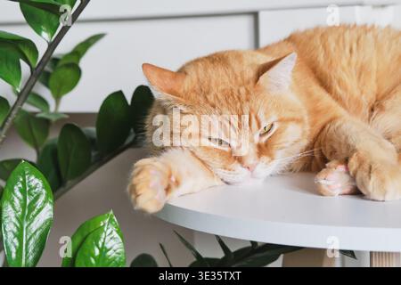 Ingwerkatze, die auf weißem Schelfeig in der Nähe der grünen zamioculcas-Pflanze liegt Stockfoto