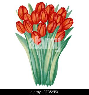 Aquarellillustration eines Straußes roter Tulpen. Diese Blumen-Illustration des Frühlings ist perfekt für Weihnachtskarten, Geburtstagskarten, internationale Frauen Stockfoto