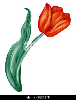 Aquarellabbildung einer roten Tulpe. Blume. Diese Blumen-Illustration im Frühling ist perfekt für Weihnachtskarten, Geburtstage, Internationalen Frauentag, EA Stockfoto