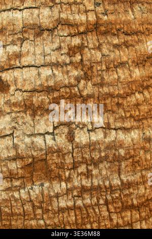 California Fan Palm (Washingtonia filifera) in North Grove am Mary's North Grove Trail, Anza Borrego Desert State Park, Kalifornien Stockfoto