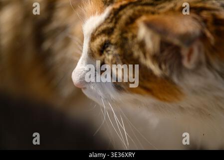 Nahaufnahme des Seitenprofils einer Tabby und einer weißen Katze im warmen Sonnenlicht mit weichem Bokeh-Hintergrund, geringer Schärfentiefe, ruhiger Stimmung. Stockfoto