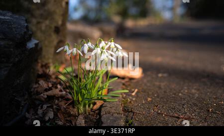 Zarte weiße Schneeglöckchen blühen am Rande eines Gartenweges in warmem natürlichem Sonnenlicht. Saisonale Nahaufnahme mit sanfter Hintergrundunschärfe, Symbolizi Stockfoto
