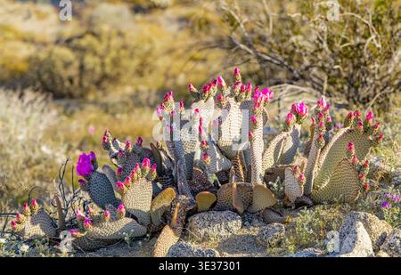 Blühende Kakteen entlang des randall henderson Trail in Palm Springs, CA Stockfoto