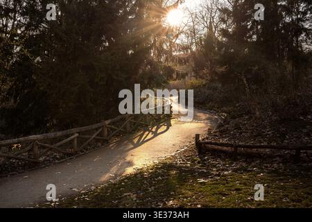 Ein gewundener Parkweg, gesäumt von rustikalen Holzzäunen und beleuchtet von warmem, niedrigem Sonnenlicht, das durch hohe Bäume filtert. Stimmungsvolle Outdoor-Szene mit weichem Sch Stockfoto