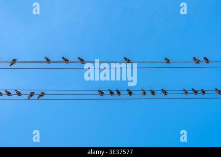 Vögel sitzen auf Drähten, Ansicht von unten Stockfoto