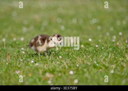 Ägyptische Gänsefieber auf der Suche nach grünem Gras auf einer Wiese mit verschwommenem Hintergrund. Stockfoto