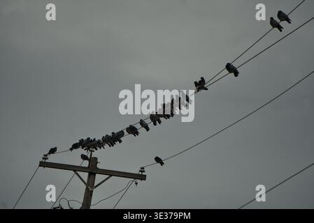 Trauertauben auf Telefonleitungen Stockfoto