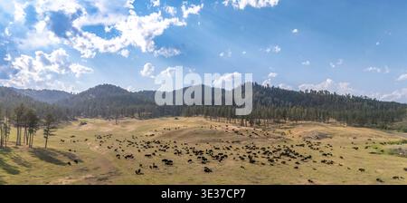 Blick auf die Bisonbüffelherde in der offenen Prärie im Custer State Park, South Dakota Stockfoto