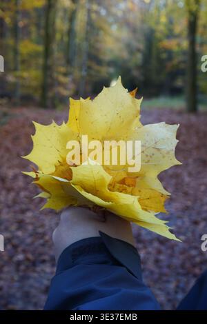 Herbstlaub von verschiedenen Laubbäumen, darunter Ahorn und Eiche, bedeckt den Waldboden mit einem lebhaften Teppich aus gelb und orange Stockfoto