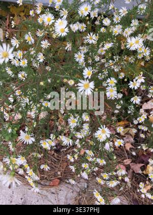 Wilde Daises Stockfoto