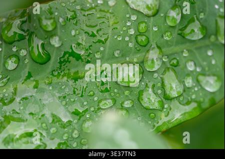 Makroaufnahmen von leuchtend grünen Blättern, die mit Wassertropfen und Morgentau bedeckt sind und natürliche Textur und Feuchtigkeit zeigen. Stockfoto