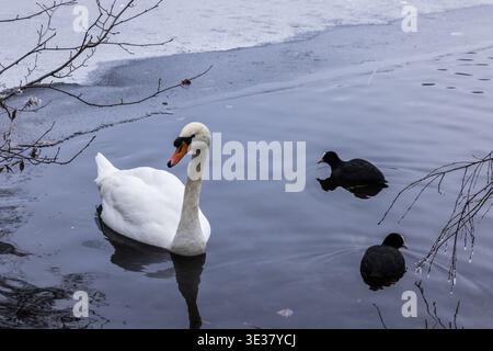 Schwan und Hähnchen auf dem gefrorenen Schlachtensee, Zehlendorf, Berlin, Deutschland Stockfoto
