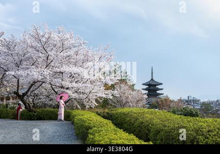 Japanerin trägt Kimono mit Sonnenschirmen in einem Park mit Kirschblüten, fünfstöckige Yasaka-Pagode im buddhistischen HOkanji-Tempel, Higashiyama, Kyo Stockfoto