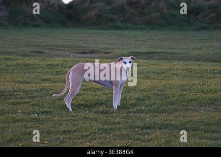 Windhund steht auf einem grasbewachsenen Feld bei natürlichem Außenlicht Stockfoto