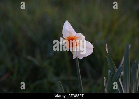 Nahaufnahme einer weißen und orangen Narzissen mit Alterungsblüten in natürlichem Licht Stockfoto