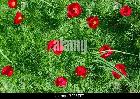 Nahaufnahme der roten paeonia tenuifolia-Blüten auf hellgrünem Blatthintergrund. Stockfoto