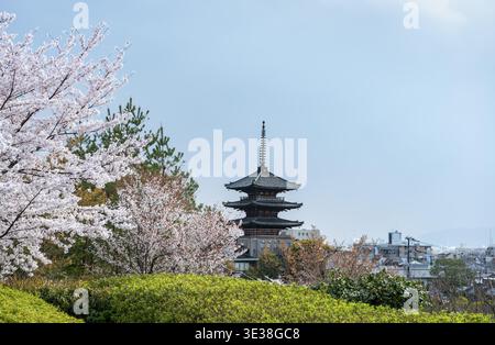 Park mit Kirschblüten, fünfstöckige Yasaka-Pagode des buddhistischen HOkanji-Tempels, Higashiyama, Kyoto, Japan Stockfoto