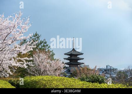 Park mit Kirschblüten, fünfstöckige Yasaka-Pagode des buddhistischen HOkanji-Tempels, Higashiyama, Kyoto, Japan Stockfoto