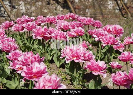 Pinkfarbene Doppeltulpen blühen im Gartenbeet vor verwitterter Ziegelwand Stockfoto