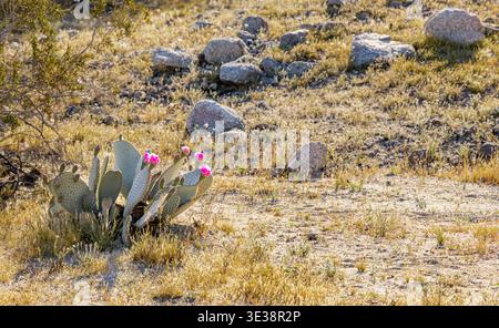 Blühende Kakteen entlang des randall henderson Trail in Palm Springs, CA Stockfoto