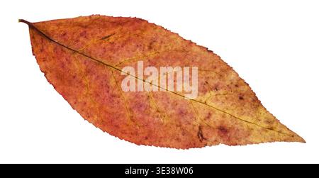 Rotes Blatt des Weidenbaums isoliert auf weißem Hintergrund Stockfoto