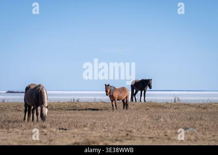 Estnische einheimische Pferde stehen auf einer Küstenwiese unter einem klaren blauen Himmel, minimalistische Naturlandschaft. Stockfoto