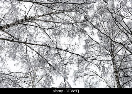 Blick von unten auf schneebedeckte Birken im Wald des Timirjazevskij-Parks in Moskau-Stadt an bewölktem Wintertag Stockfoto